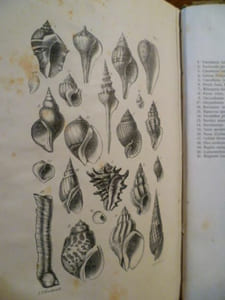 Manuel de conchyliologie et de paléontologie conchyliologique, ou histoire naturelle des mollusques vivants et fossiles