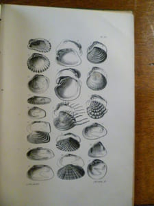 Manuel de conchyliologie et de paléontologie conchyliologique, ou histoire naturelle des mollusques vivants et fossiles