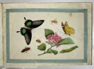 Album extrême-oriental de peintures originales, sujets entomologiques. . 