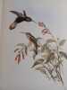 Humming birds. The complete renowned original edition with the 1861 supplement. 418 full-page plates in full color. . GOULD John. 