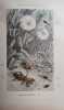 Musée entomologique illustré. Histoire naturelle iconographique des insectes. Les insectes. Organisation. Moeurs. Chasse. Collection. Classification. ...
