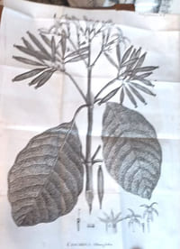 Dissertation sur les fièvres pernicieuses, ou ataxiques intermittentes. Présentée et soutenue à l'École de Médecine de Paris, le 28 Brumaire an VIII de la République française... Seconde édition. 