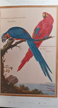Les Livres chez eux. Bibliothèques et Cabinets d'Amateurs. Bulletin officiel de l'Union Syndicale des Maîtres Imprimeurs. Noël 1930.
