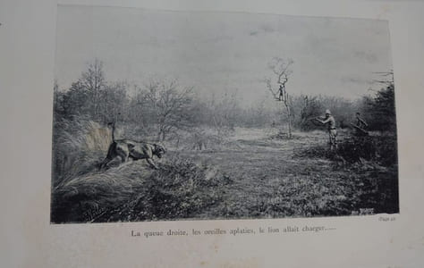 Chasses aux grands fauves pendant la traversée du continent noir du Zambèze au Congo français. 