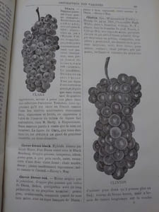 Les vignes américaines catalogue illustré et descriptif avec de brèves indications sur leur culture. Ouvrage traduit de l'anglais par Louis Bazille. Revu et annoté par J.-E. Planchon.