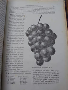 Les vignes américaines catalogue illustré et descriptif avec de brèves indications sur leur culture. Ouvrage traduit de l'anglais par Louis Bazille. Revu et annoté par J.-E. Planchon.