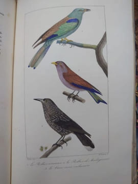 Oeuvres complètes. Édition revue par M. A. Richard. . BUFFON.