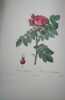 Les Roses, par P.J. Redouté, peintre de fleurs, dessinateur en titre de la Classe de Physique de l'Institut et du Muséum d'Histoire naturelle. ...