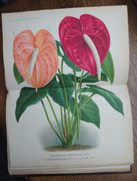 Revue de l'Horticulture belge et étrangère. Rédigée et publiée par Fr. Burvenich, O. de Kerchove de Denterghem, Ed. Pynaert, Em. Bodigas, Aug. Van Geert, Fils & H.J. Van Hulle. 1875 à 1889. Les quinze premières années en 15 volumes. 