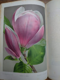 Revue de l'Horticulture belge et étrangère. Rédigée et publiée par Fr. Burvenich, O. de Kerchove de Denterghem, Ed. Pynaert, Em. Bodigas, Aug. Van Geert, Fils & H.J. Van Hulle. 1875 à 1889. Les quinze premières années en 15 volumes. 