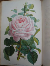 Revue de l'Horticulture belge et étrangère. Rédigée et publiée par Fr. Burvenich, O. de Kerchove de Denterghem, Ed. Pynaert, Em. Bodigas, Aug. Van Geert, Fils & H.J. Van Hulle. 1875 à 1889. Les quinze premières années en 15 volumes. 