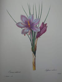 Les plus belles fleurs de Pierre-Joseph Redouté.