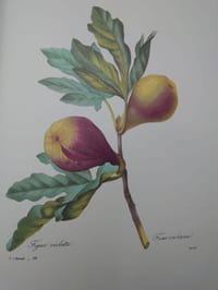 Les plus belles fleurs de Pierre-Joseph Redouté.
