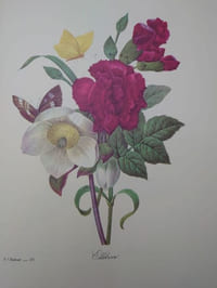 Les plus belles fleurs de Pierre-Joseph Redouté.