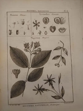 Tableau encyclopédique et méthodique des trois règnes de la nature. 1793. Lamarck. Panckouke. 