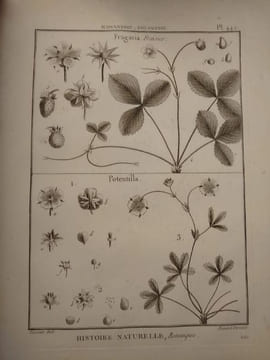 Tableau encyclopédique et méthodique des trois règnes de la nature. 1793. Lamarck. Panckouke. 