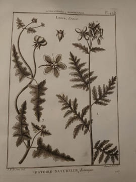 Tableau encyclopédique et méthodique des trois règnes de la nature. 1793. Lamarck. Panckouke. 