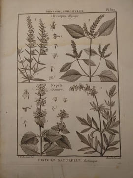 Tableau encyclopédique et méthodique des trois règnes de la nature. 1793. Lamarck. Panckouke. 