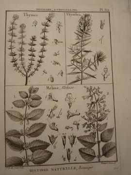 Tableau encyclopédique et méthodique des trois règnes de la nature. 1793. Lamarck. Panckouke. 