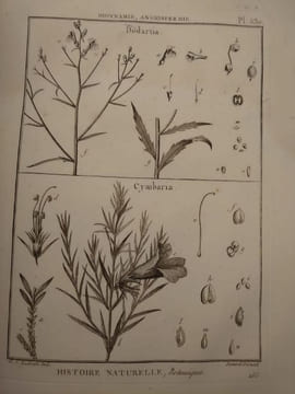 Tableau encyclopédique et méthodique des trois règnes de la nature. 1793. Lamarck. Panckouke. 