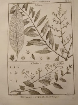 Tableau encyclopédique et méthodique des trois règnes de la nature. 1793. Lamarck. Panckouke. 