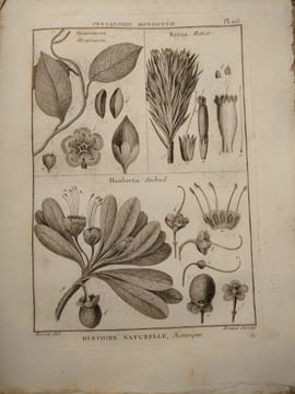 Tableau encyclopédique et méthodique des trois règnes de la nature. 1793. Lamarck. Panckouke. 