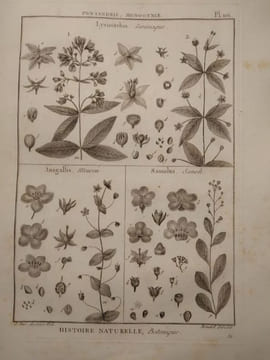 Tableau encyclopédique et méthodique des trois règnes de la nature. 1793. Lamarck. Panckouke. 