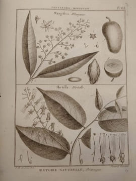 Tableau encyclopédique et méthodique des trois règnes de la nature. 1793. Lamarck. Panckouke. 
