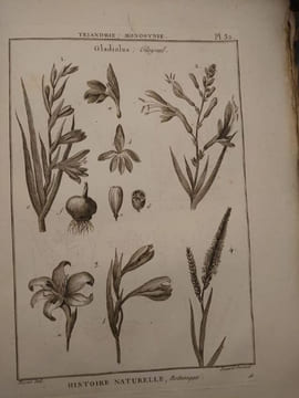 Tableau encyclopédique et méthodique des trois règnes de la nature. 1793. Lamarck. Panckouke. 