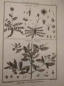 Tableau encyclopédique et méthodique des trois règnes de la nature. 1793. Lamarck. Panckouke. 