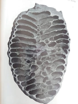 Les constructions hypogées des Apicotermes. Termites de l'Afrique tropicale. The African genus Apicotermes. . DESNEUX Jules, Alfred E. EMERSON.