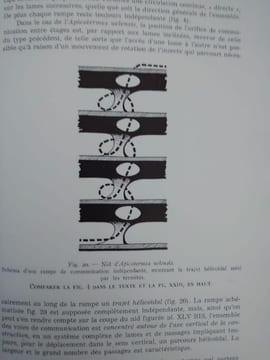Les constructions hypogées des Apicotermes. Termites de l'Afrique tropicale. The African genus Apicotermes. . DESNEUX Jules, Alfred E. EMERSON.