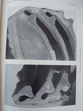 Les constructions hypogées des Apicotermes. Termites de l'Afrique tropicale. The African genus Apicotermes. . DESNEUX Jules, Alfred E. EMERSON.