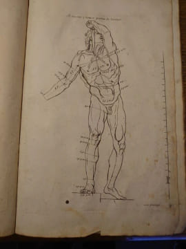 Proportions du corps humain. Extrait des Conférences de l'Académie Royale. 1683. . Testevin. Girard Audran.