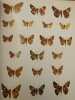 Jamaica and its Butterflies. . F. MARTIN BROWN, BERNARD HEINEMAN. 