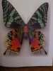Pheromone. The insect artwork of Chritopher Marley. . CHRISTOPHER MARLEY. 
