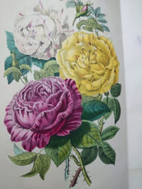 Voyage autour de mon jardin. Illustré par MM. Freeman, L. Marvy, Steinheil, Meissonier, Gavarni, Daubigny et Catenacci. 