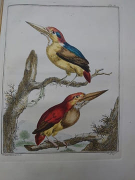 Description d'un recueil exquis d'animaux rares, consistant en quadrupèdes, oiseaux et serpents des Indes orientales et occidentales. Amsterdam: ...