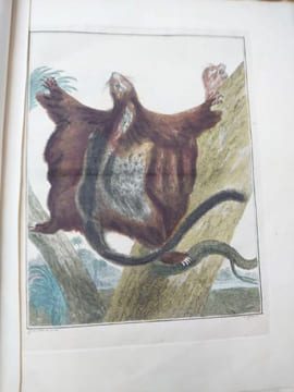 Description d'un recueil exquis d'animaux rares, consistant en quadrupèdes, oiseaux et serpents des Indes orientales et occidentales. Amsterdam: ...