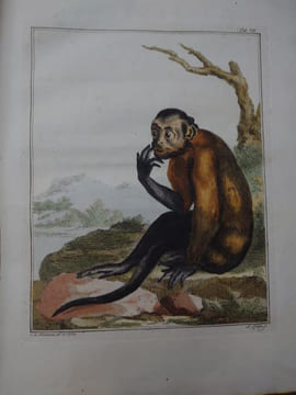 Description d'un recueil exquis d'animaux rares, consistant en quadrupèdes, oiseaux et serpents des Indes orientales et occidentales. Amsterdam: ...