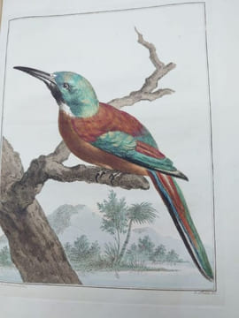 Description d'un recueil exquis d'animaux rares, consistant en quadrupèdes, oiseaux et serpents des Indes orientales et occidentales. Amsterdam: ...