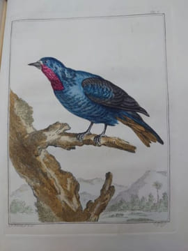 Description d'un recueil exquis d'animaux rares, consistant en quadrupèdes, oiseaux et serpents des Indes orientales et occidentales. Amsterdam: ...