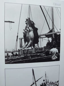 Anthologie de la photographie africaine et de l'Océan Indien. Revue Noire. 