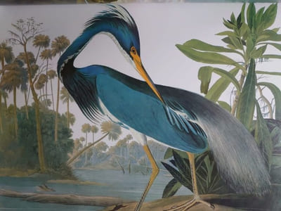 Les grand livre des oiseaux. Préface de Jean Dorst. 