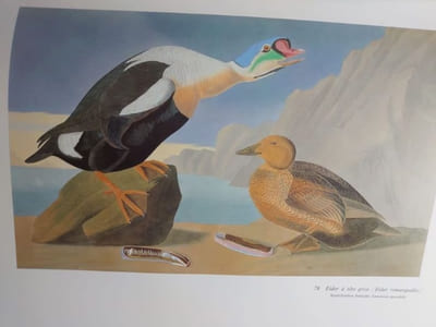 Les grand livre des oiseaux. Préface de Jean Dorst. 