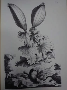 Naauwkeurige beschryving der aardgewassen, waar in de veelerley Art en bijzondere Eigenschappen der boomen, heesters, kruyden, bloemen Leyde : Pieter ...