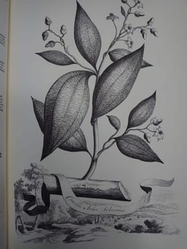 Naauwkeurige beschryving der aardgewassen, waar in de veelerley Art en bijzondere Eigenschappen der boomen, heesters, kruyden, bloemen Leyde : Pieter ...