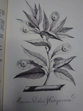 Naauwkeurige beschryving der aardgewassen, waar in de veelerley Art en bijzondere Eigenschappen der boomen, heesters, kruyden, bloemen Leyde : Pieter ...