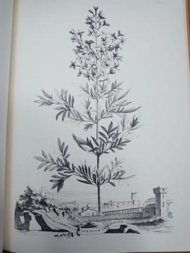 Naauwkeurige beschryving der aardgewassen, waar in de veelerley Art en bijzondere Eigenschappen der boomen, heesters, kruyden, bloemen Leyde : Pieter ...