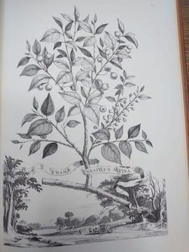 Naauwkeurige beschryving der aardgewassen, waar in de veelerley Art en bijzondere Eigenschappen der boomen, heesters, kruyden, bloemen Leyde : Pieter ...
